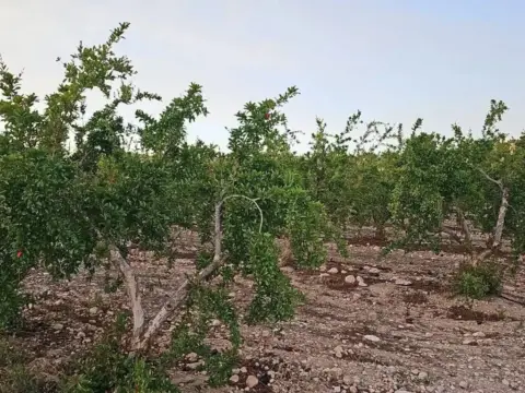 Terreno en Aspe