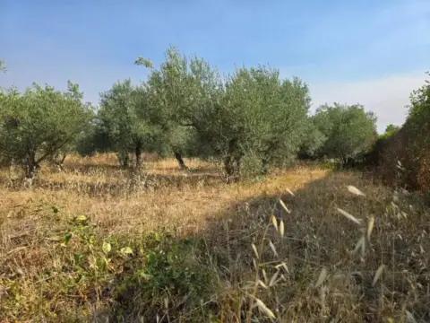 Terreno en Aliseda
