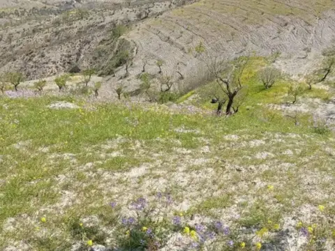 Terreno en calle de Nogalte