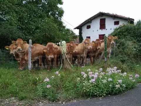Casa rústica en Gautegiz Arteaga