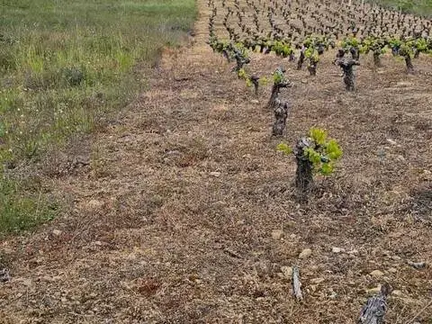 Terreno en Flores del Sil-La Martina