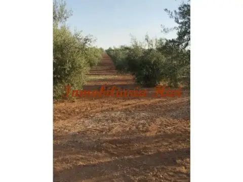 Casa rústica en Almendralejo