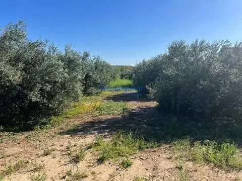 Terreno en La Hacienda-Nueva Andalucía