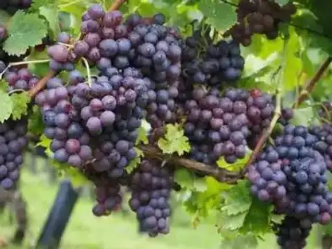 Terreno en Murcia Capital