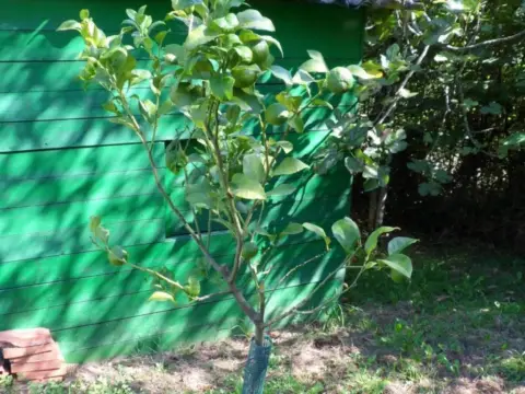 Terreno en calle Branaverniz-Peon