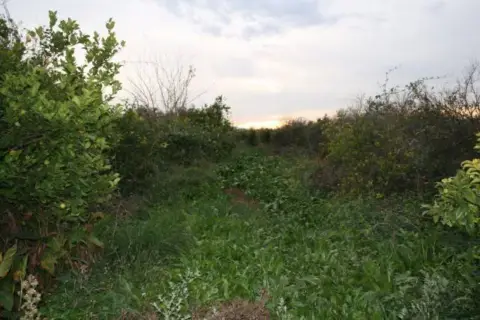 Terreno en Los Ramos