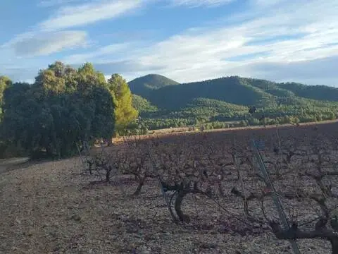 Terreno en calle Almendricos, 20
