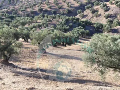 Terreno en Lucena