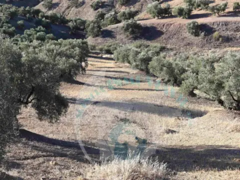 Terreno en Lucena