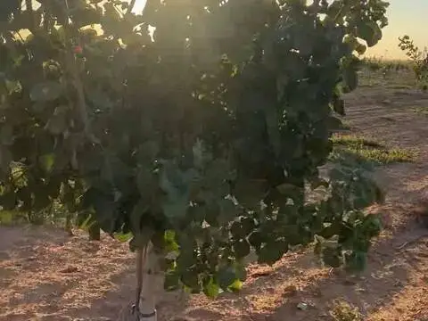Terreno en Pedanías y Barrios Rurales