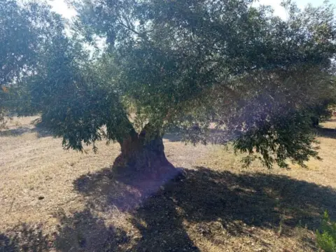 Terreno en Els Grecs-Mas Oliva