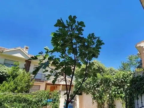 Casa adosada en Guadalix de la Sierra