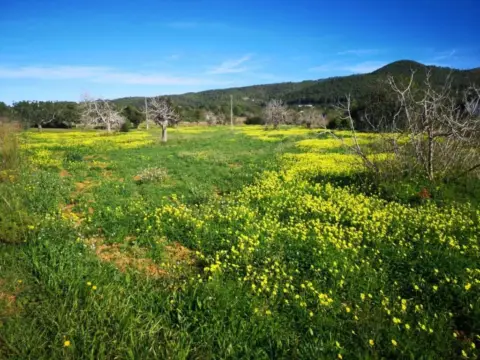 Terreno en Sant Llorenç de Balàfia
