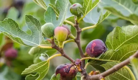 Terreno en Avenida de los Reyes Católicos