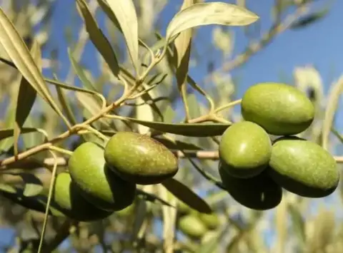 Terreno en Avenida de los Reyes Católicos