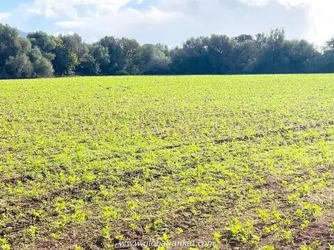 Terreno en Felanitx