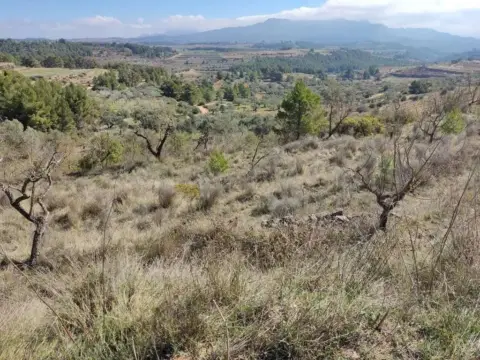 Finca rústica en Carrer del Olivar