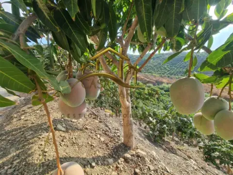 Casa rústica en Área de Triana-Cabrillas-Trapiche