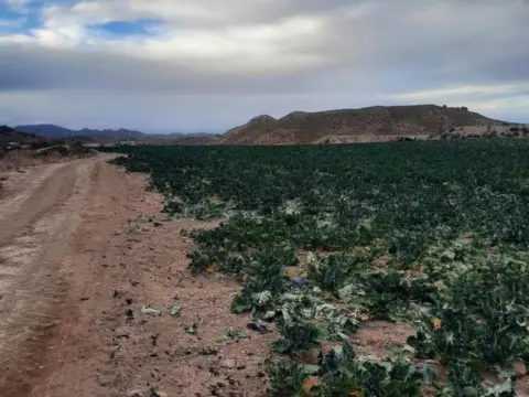 Terreno en Zarcilla de Ramos-Doña Inés