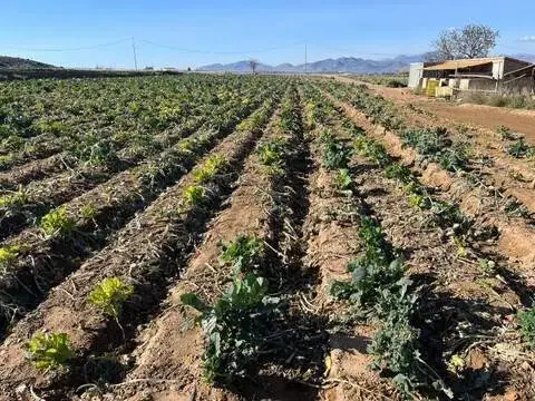 Terreno en La Hoya-Almendricos-Purias