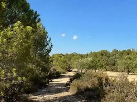 Terreno en Biar