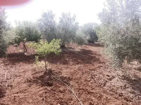 Terreno en Gerena