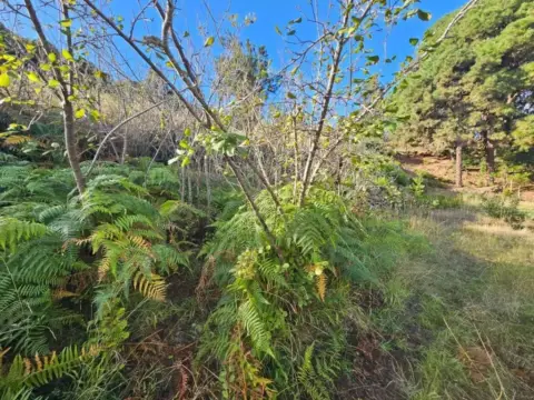 Casa rústica en Icod de Los Vinos