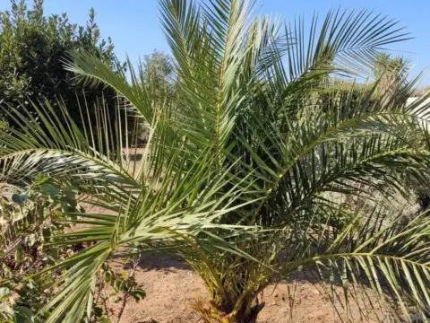 Casa rústica en Medina Sidonia