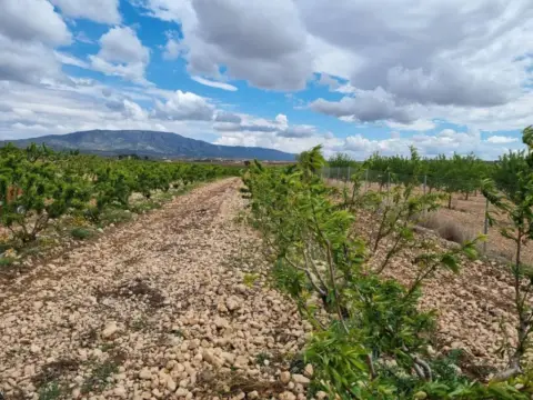 Terreno en El Pinós - Pinoso