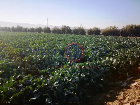 Finca rústica en calle Diseminados Lebor Alto
