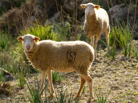 Casa rústica en Lloret de Vistalegre