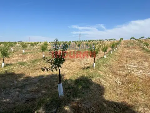 Finca rústica en Belvís de Monroy