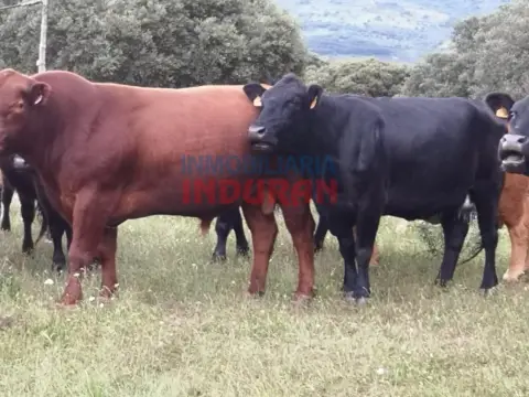 Finca rústica en Alía