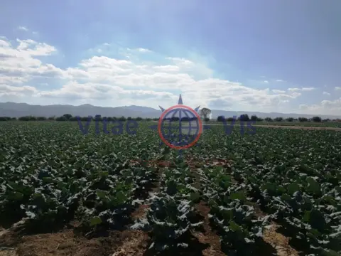 Terreno en calle Camino Casa de Las Palmeras (Hoya La)