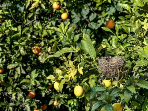 Casa en Santa Maria del Camí