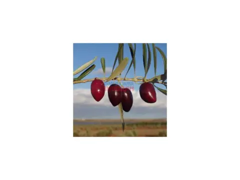 Finca rústica en Saucedilla