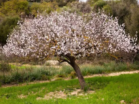 Apartamento en Campanet