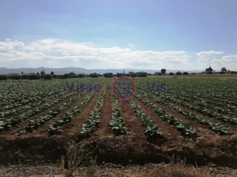 Finca rústica en calle Poligono 186 Paraje 3314 El Salar