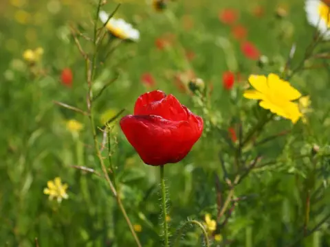 Casa en Mancor de la Vall