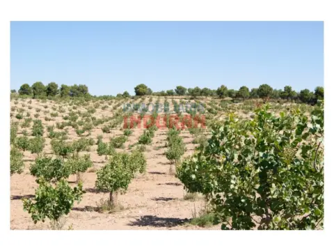 Finca rústica en Belvís de Monroy