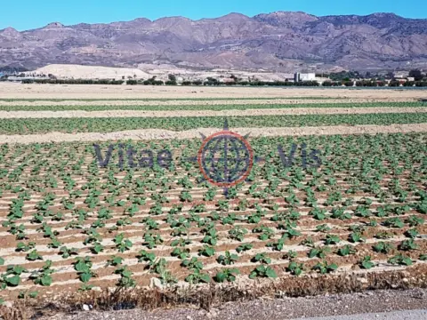 Terreno en calle Diseminados Cazalla