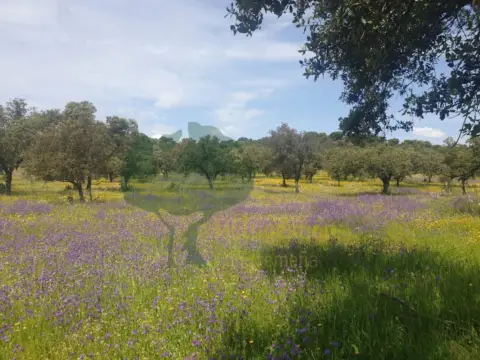 Finca rústica en Centro