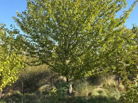 Finca rústica en Villamediana de Iregua