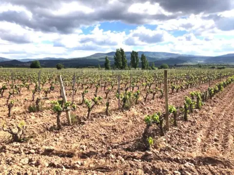 Finca rústica en Navarrete