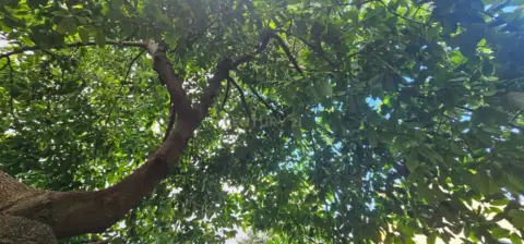 Terreno en Carrer de Ramón y Cajal