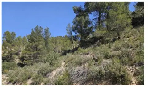 Terreno en calle Planeles,Barranco del Ceronero