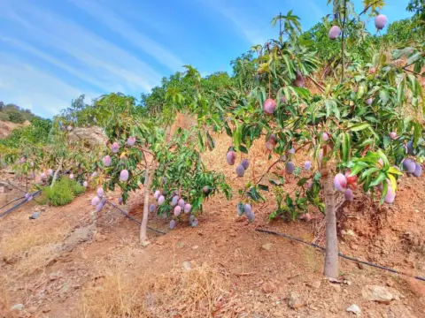 Terreno en San O Pitar