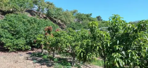 Finca rústica en Vélez-Málaga