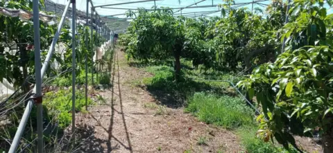 Finca rústica en Vélez-Málaga
