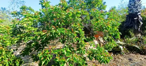 Finca rústica en Poble de Benicarló